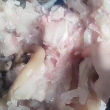 熟牛蹄