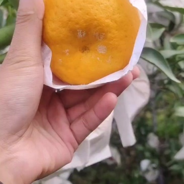 耙耙柑，纯甜，纯甜，纯甜，需要饿联系