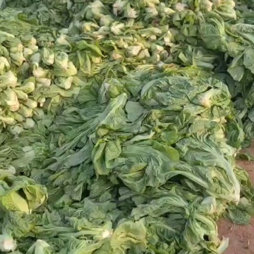 青菜大头菜