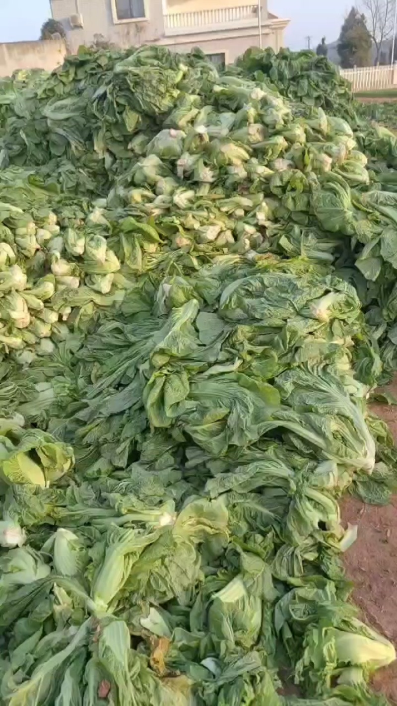 青菜大头菜