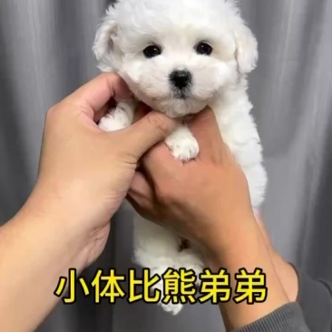 纯种韩系小比熊