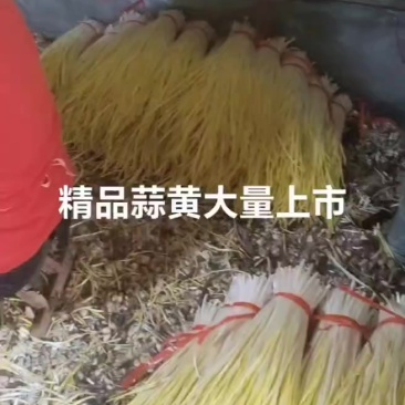 蒜黄