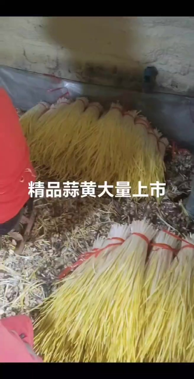 蒜黄