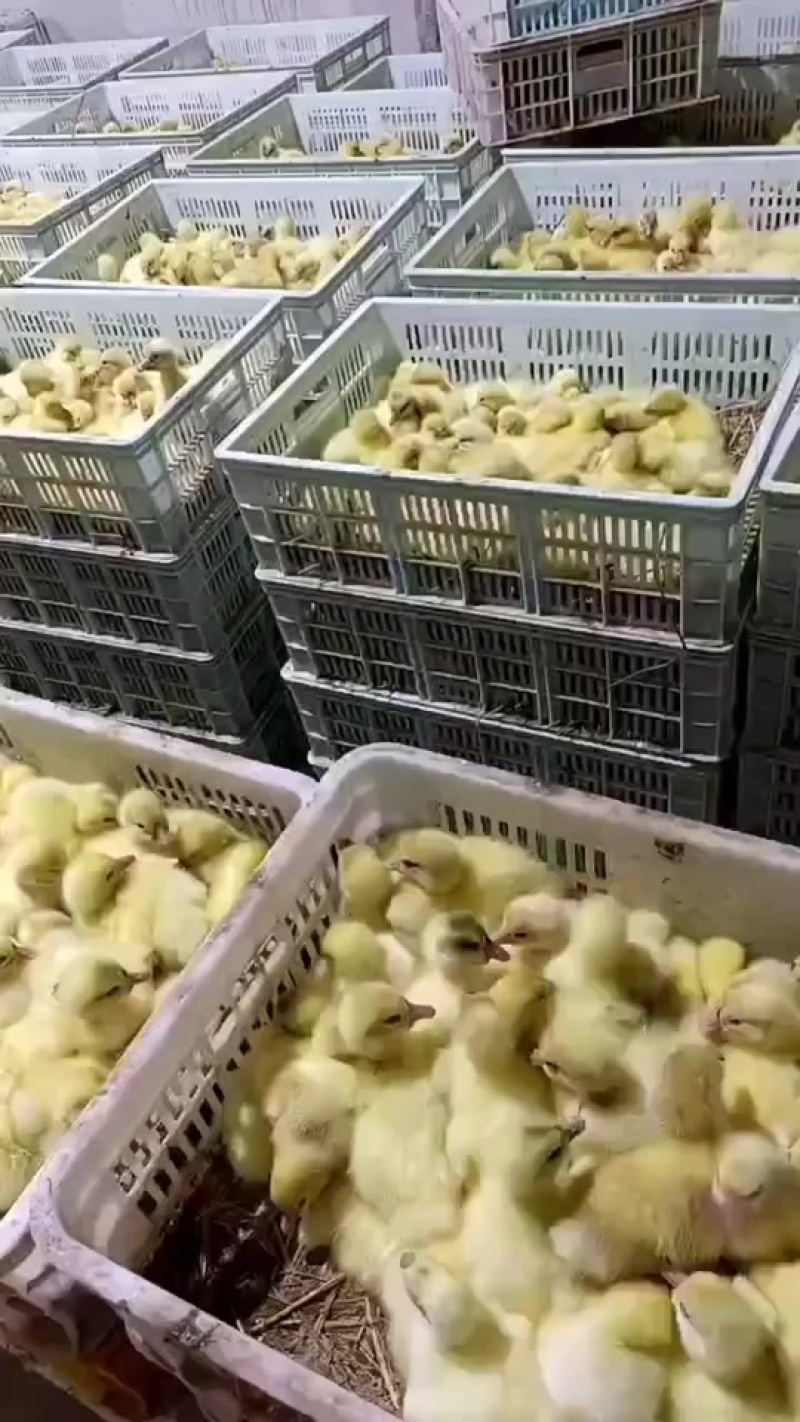 常年供应各种鹅苗三花鹅郎德鹅灰鹅狮头鹅马岗鹅等
