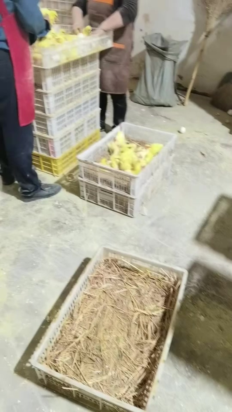 常年供应各种鹅苗三花鹅郎德鹅灰鹅狮头鹅马岗鹅等