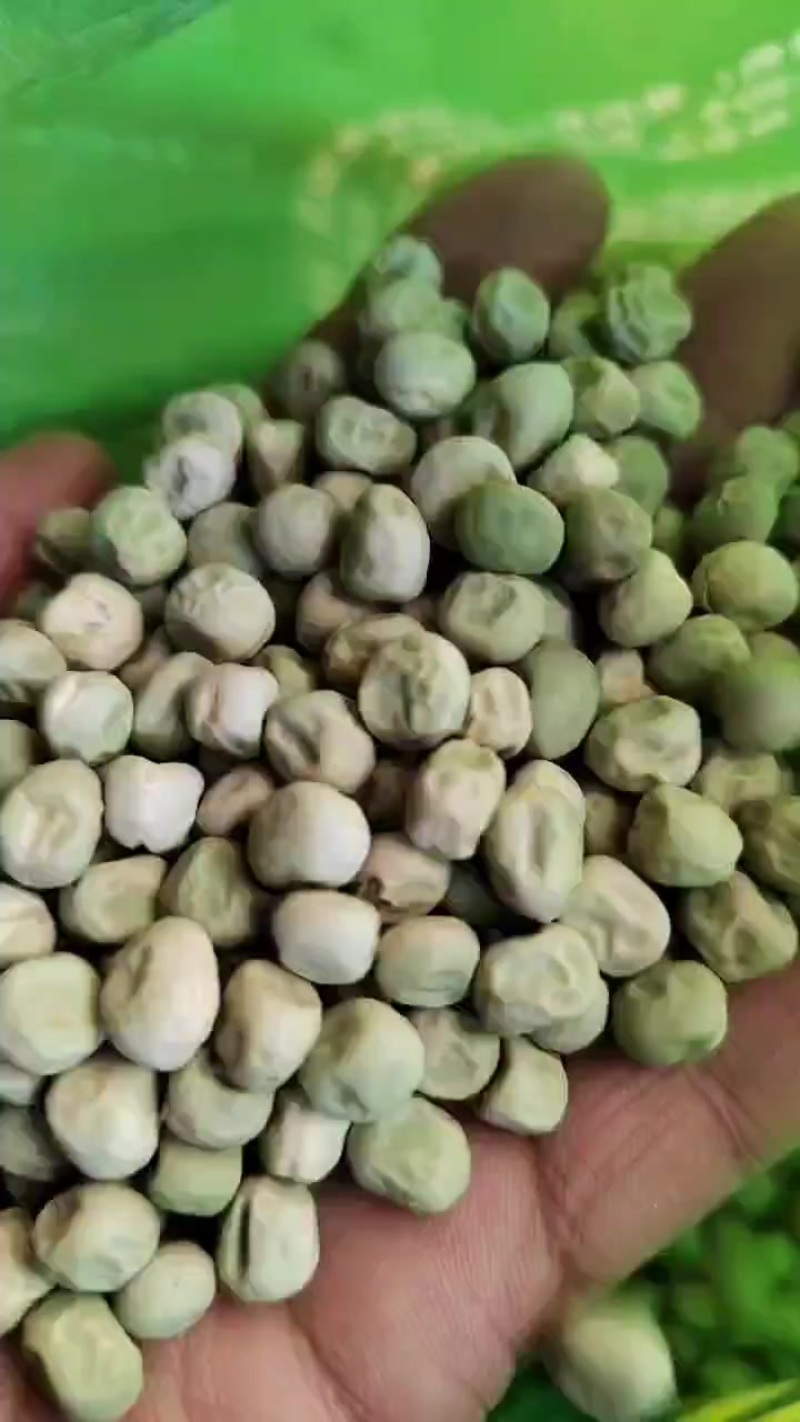 精品九号豌豆种子