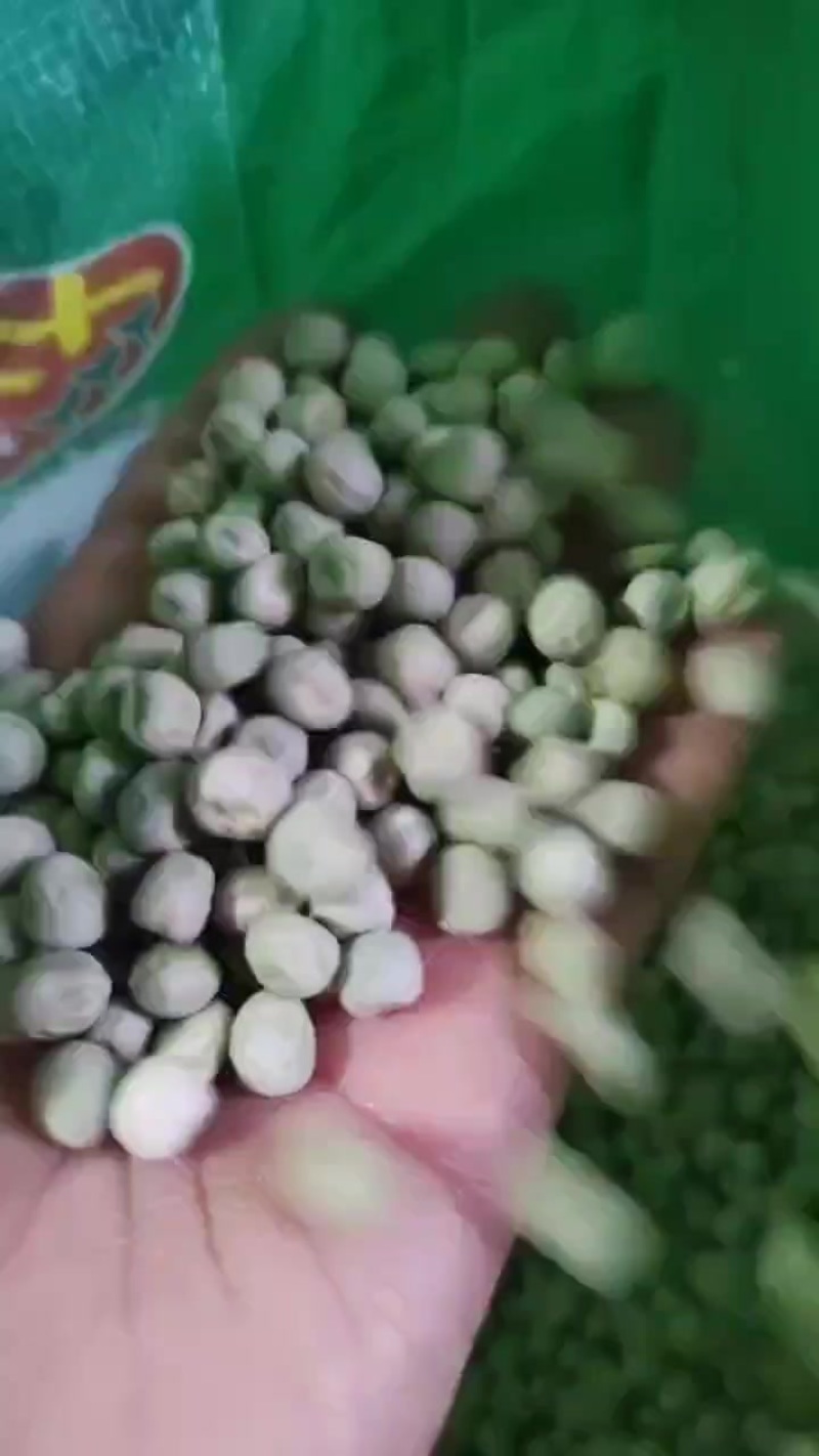精品九号豌豆种子