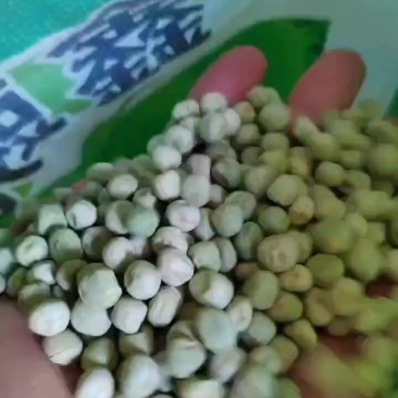 精品九号豌豆种子