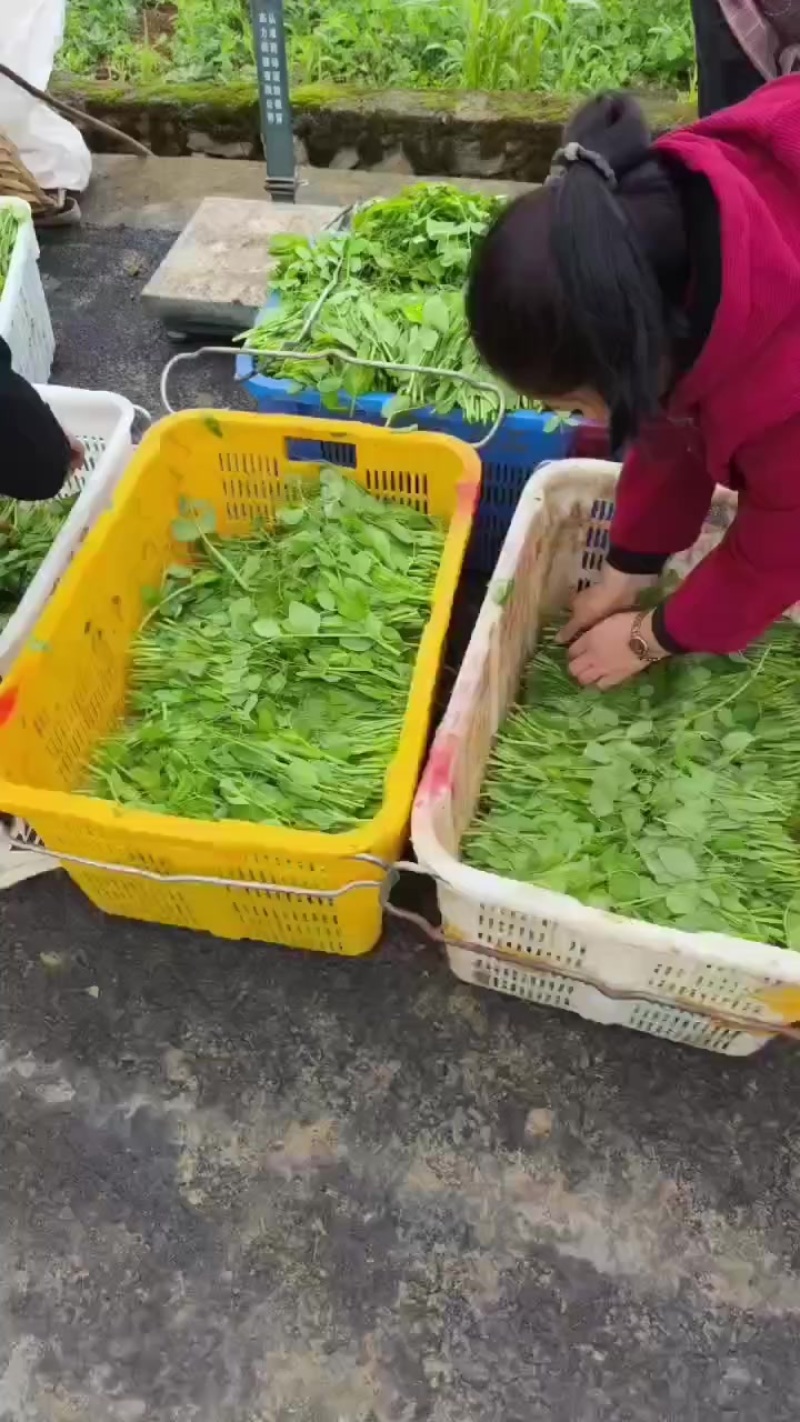 豌豆尖