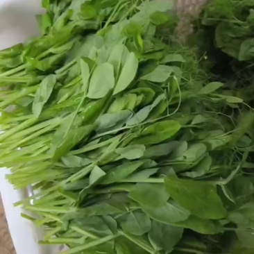 豌豆尖