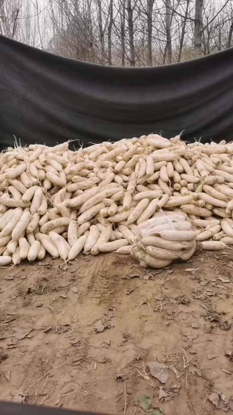 白萝卜大量上市一手货源，大量供应，电商，养殖户，加工厂
