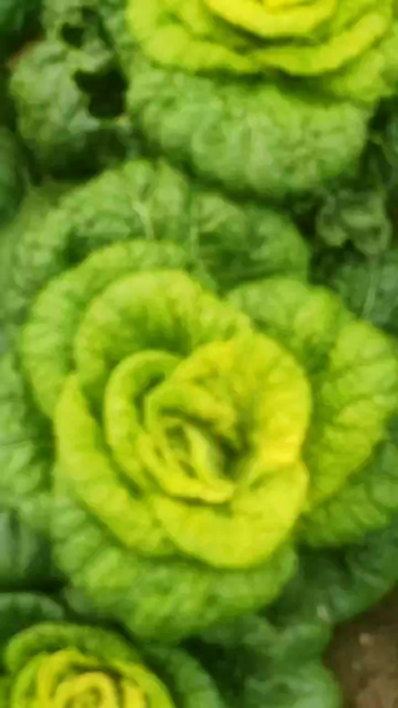 大量现货