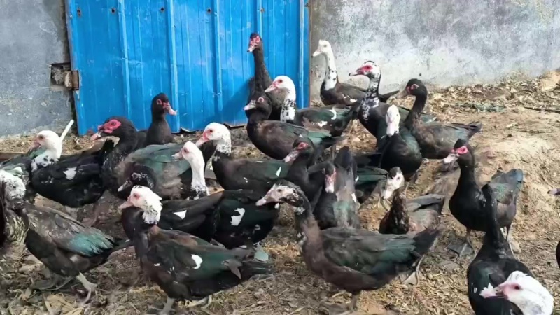 卖番鸭