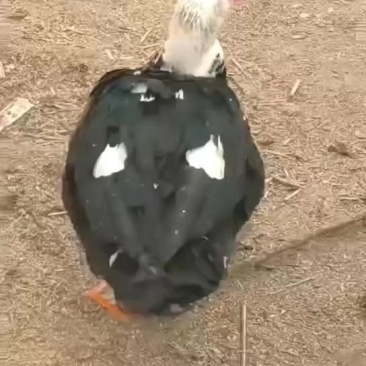卖番鸭