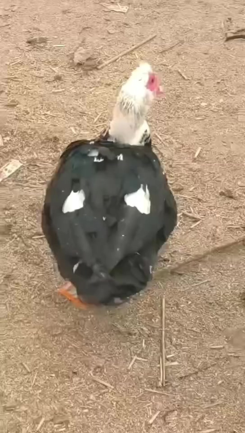 卖番鸭