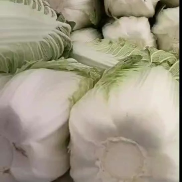 大白菜，新三号456