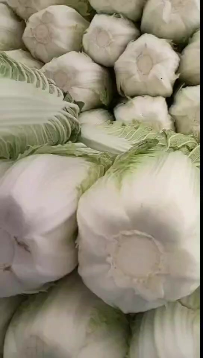 大白菜，新三号456