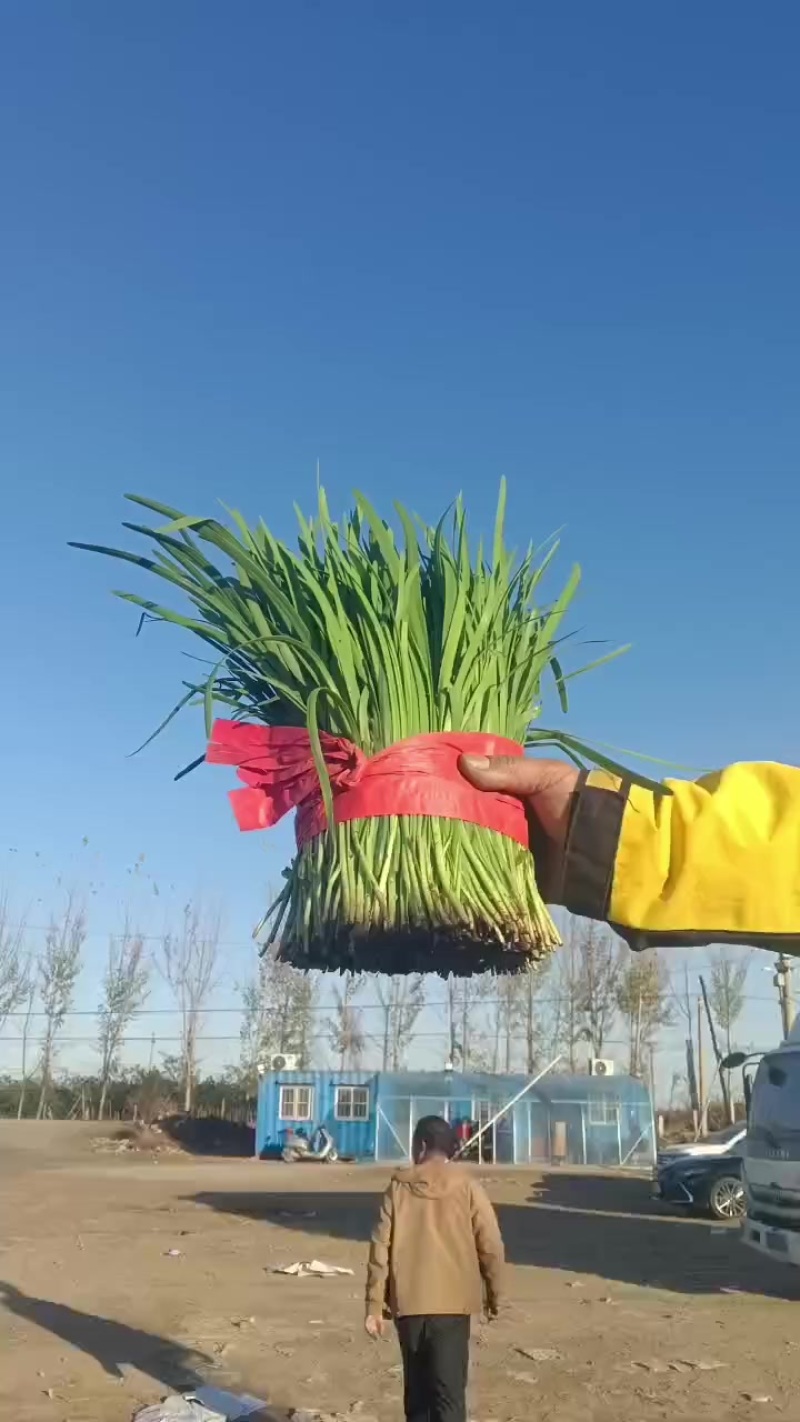 精品韭菜大量上市，一手货源，产地直发，价格美丽！