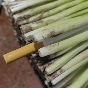 精品韭菜大量上市，一手货源，产地直发，价格美丽！