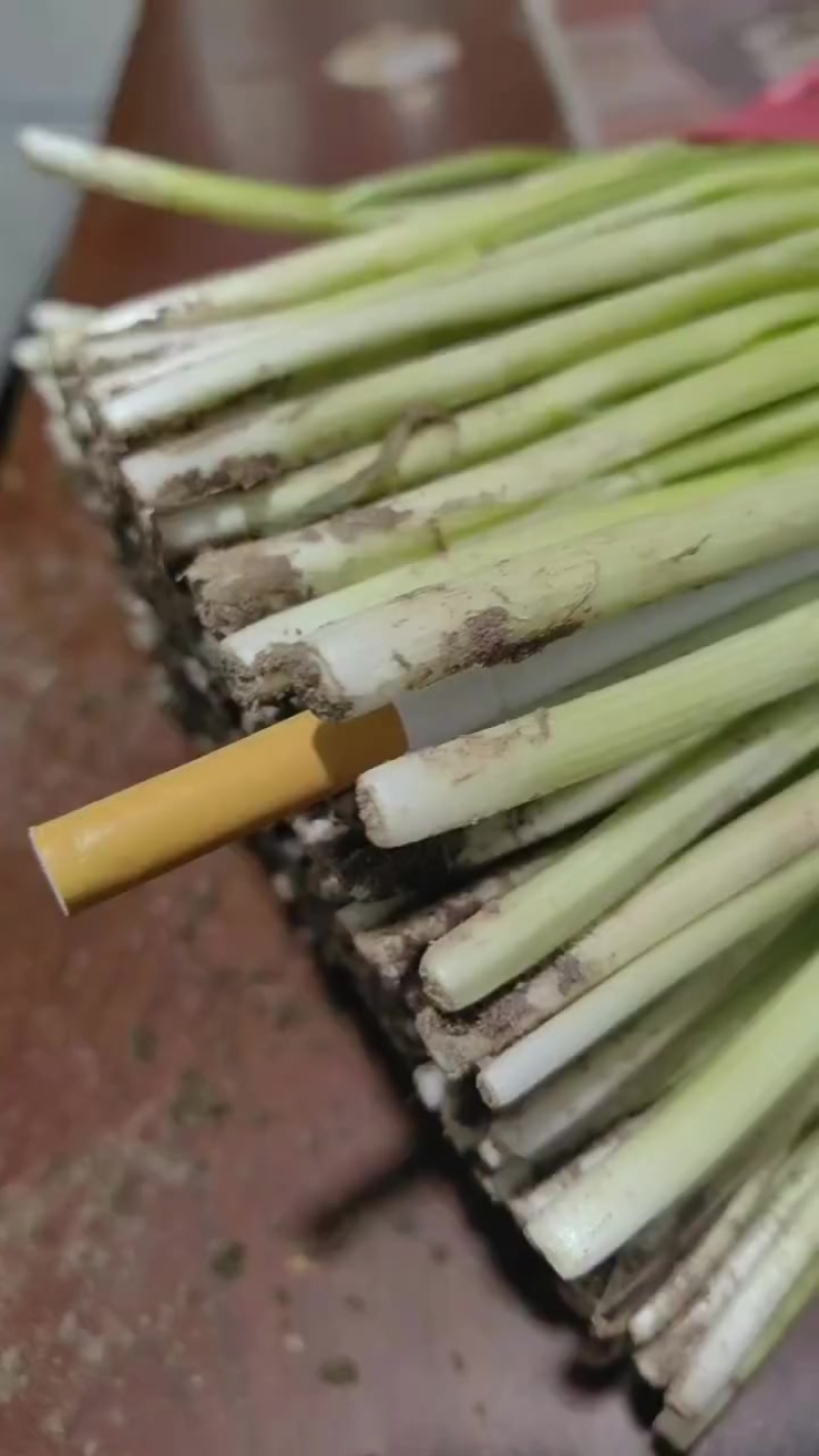 精品韭菜大量上市，一手货源，产地直发，价格美丽！