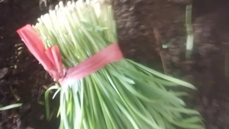精品韭菜大量上市，一手货源，产地直发，价格美丽！