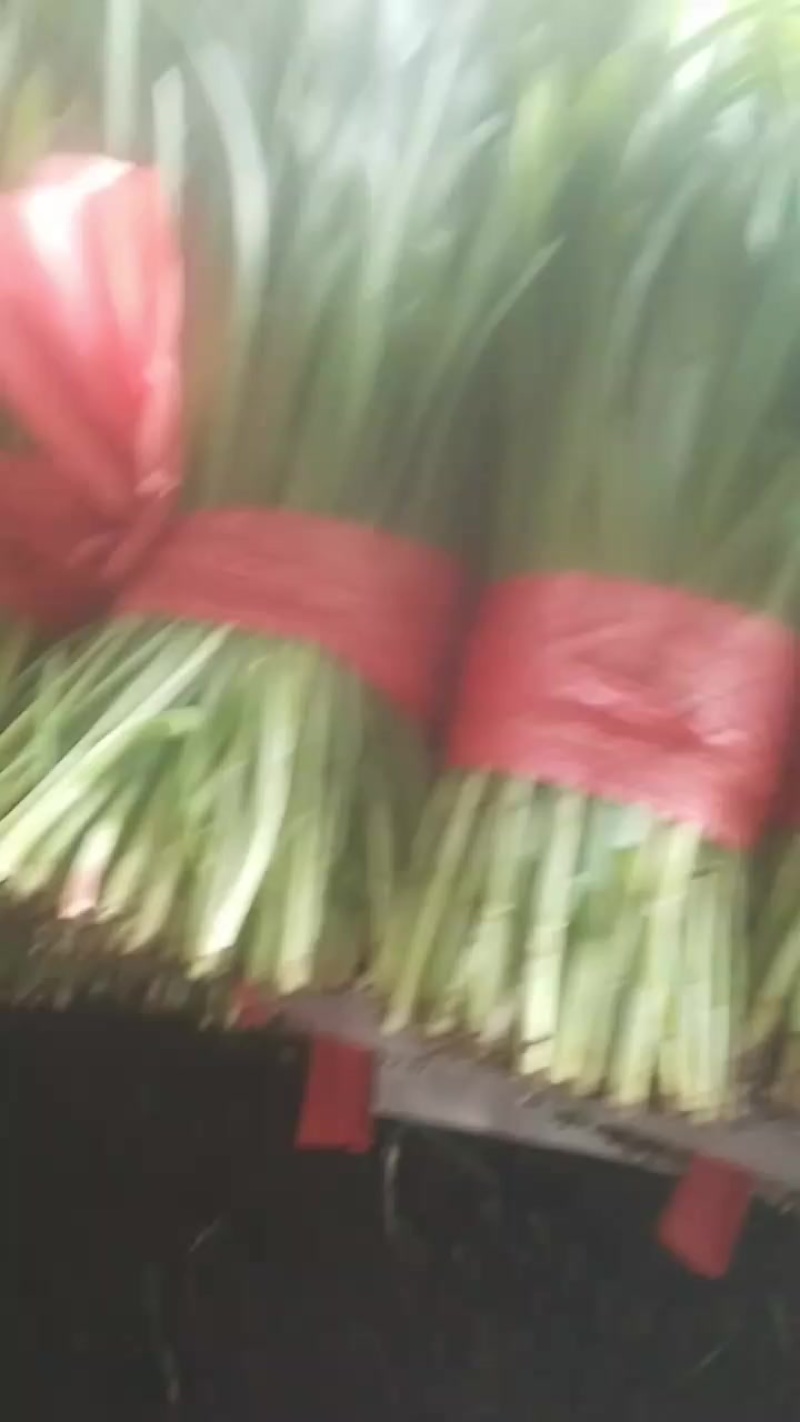 精品韭菜大量上市，一手货源，产地直发，价格美丽！