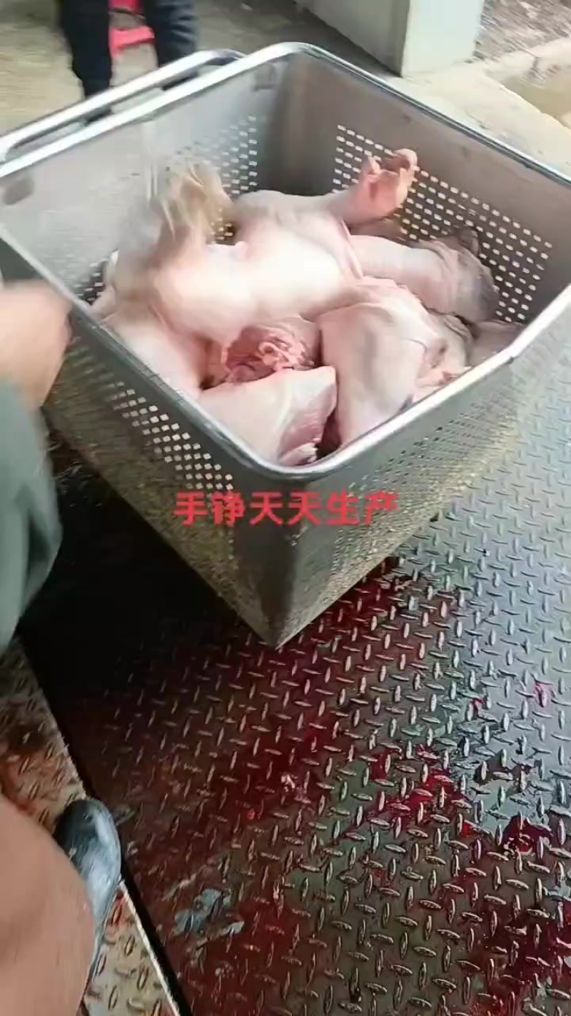 前手铮