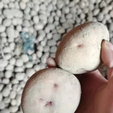 一点红土豆
