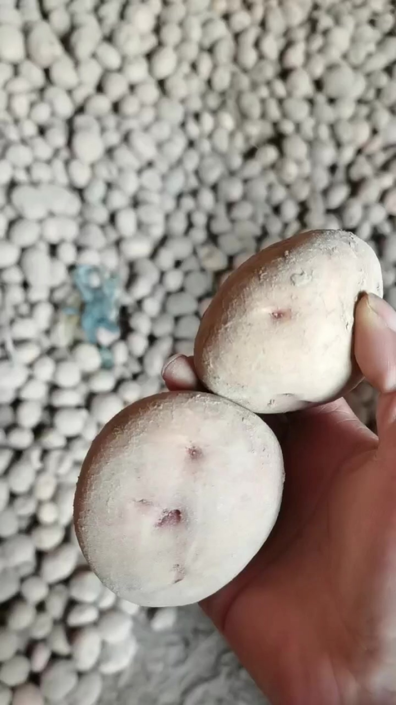 一点红土豆