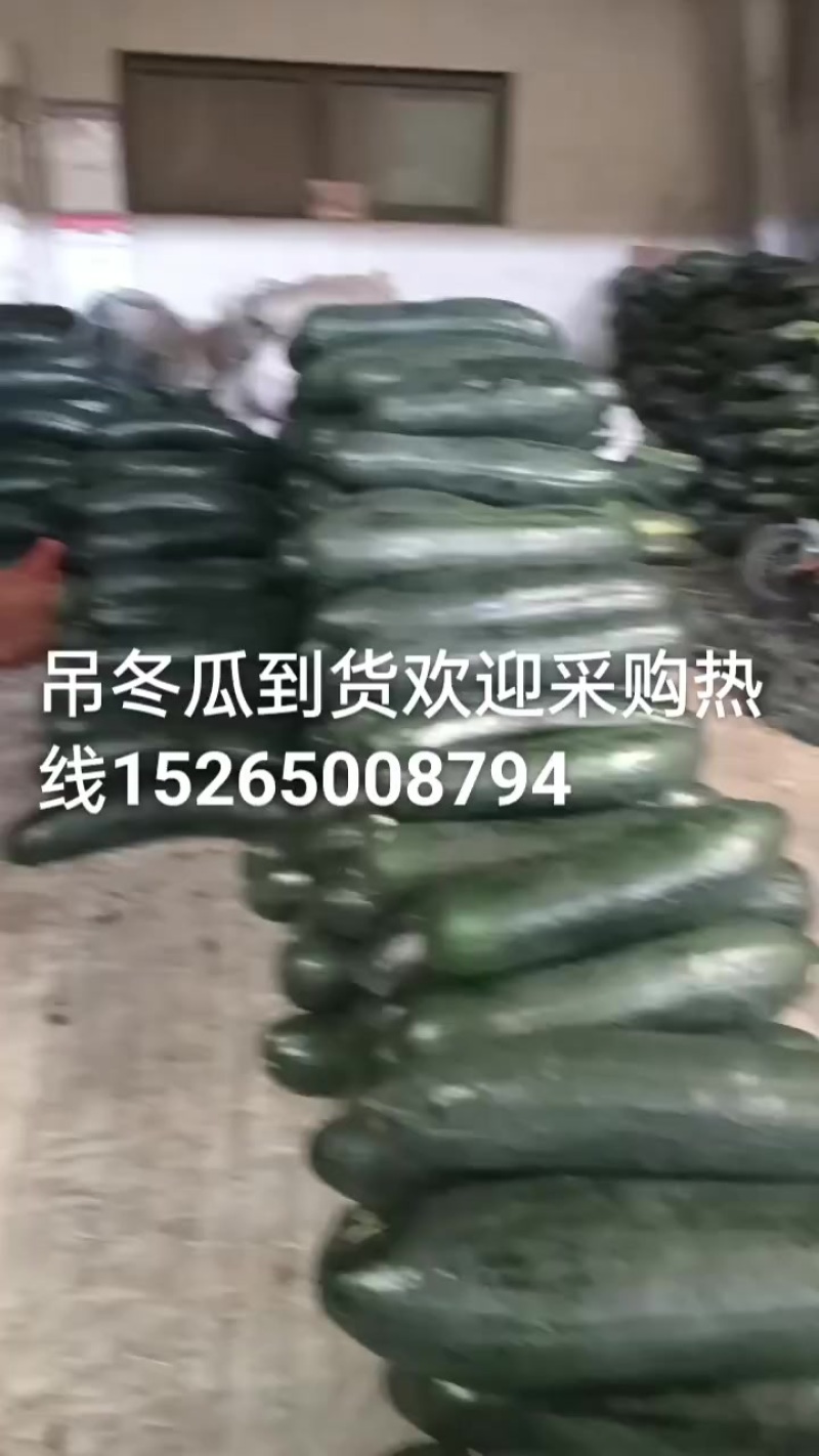 山东吊冬瓜大量上市基地直发