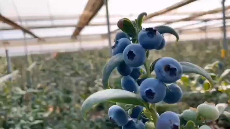 蓝莓