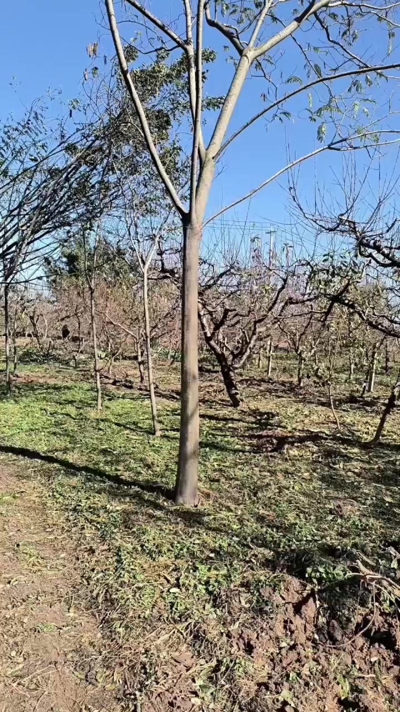 合欢树