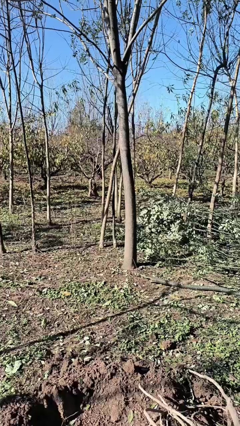 合欢树