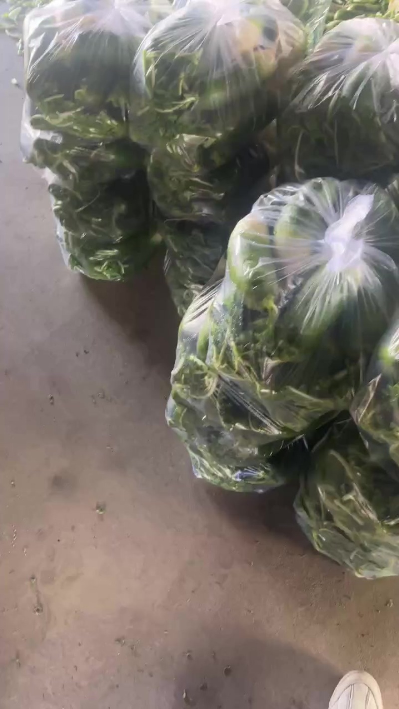 水果萝卜心里美红皮大量上市需要老板可以联系