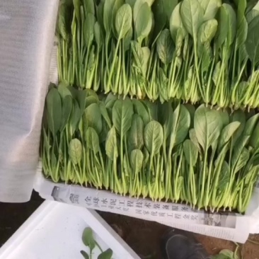 菠菜