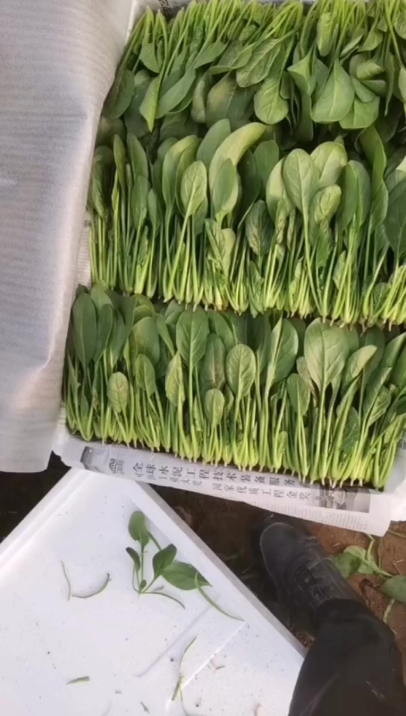 菠菜