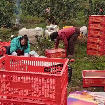 精品爱媛果冻橙采摘打包装框中