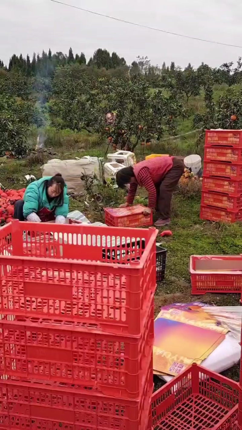 精品爱媛果冻橙采摘打包装框中