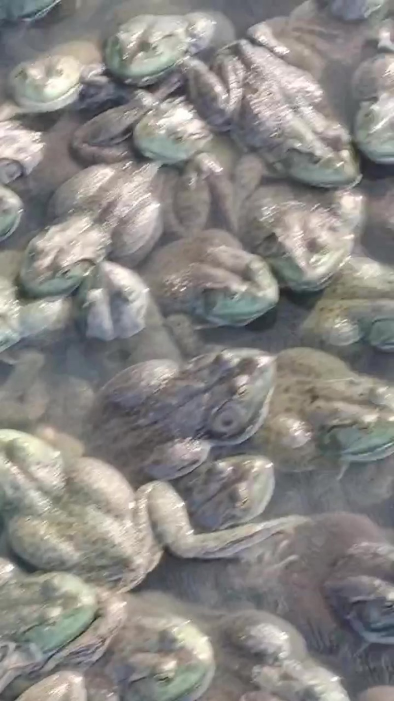 自家养殖牛蛙急售
