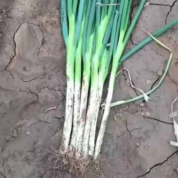 邯郸大葱质量好价格便宜