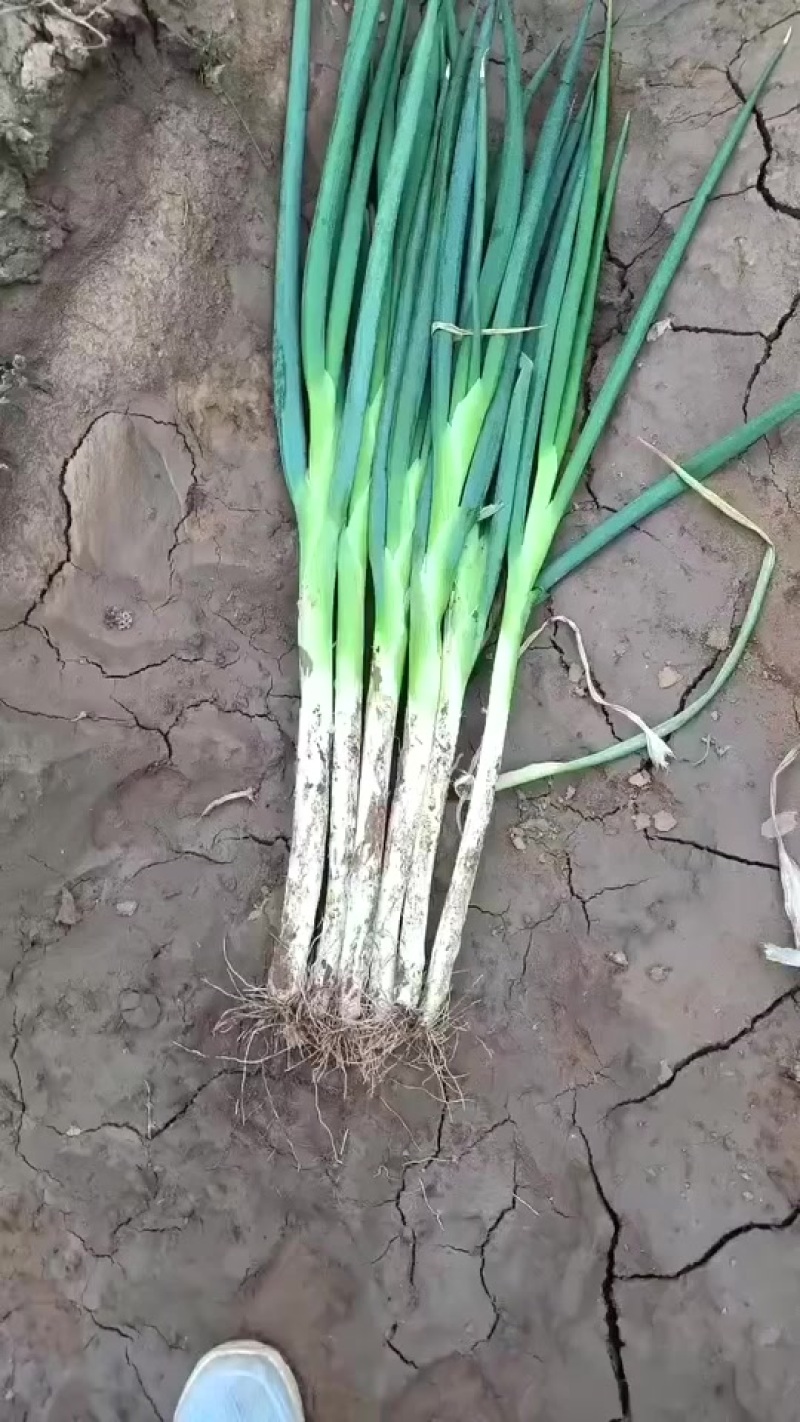 邯郸大葱质量好价格便宜