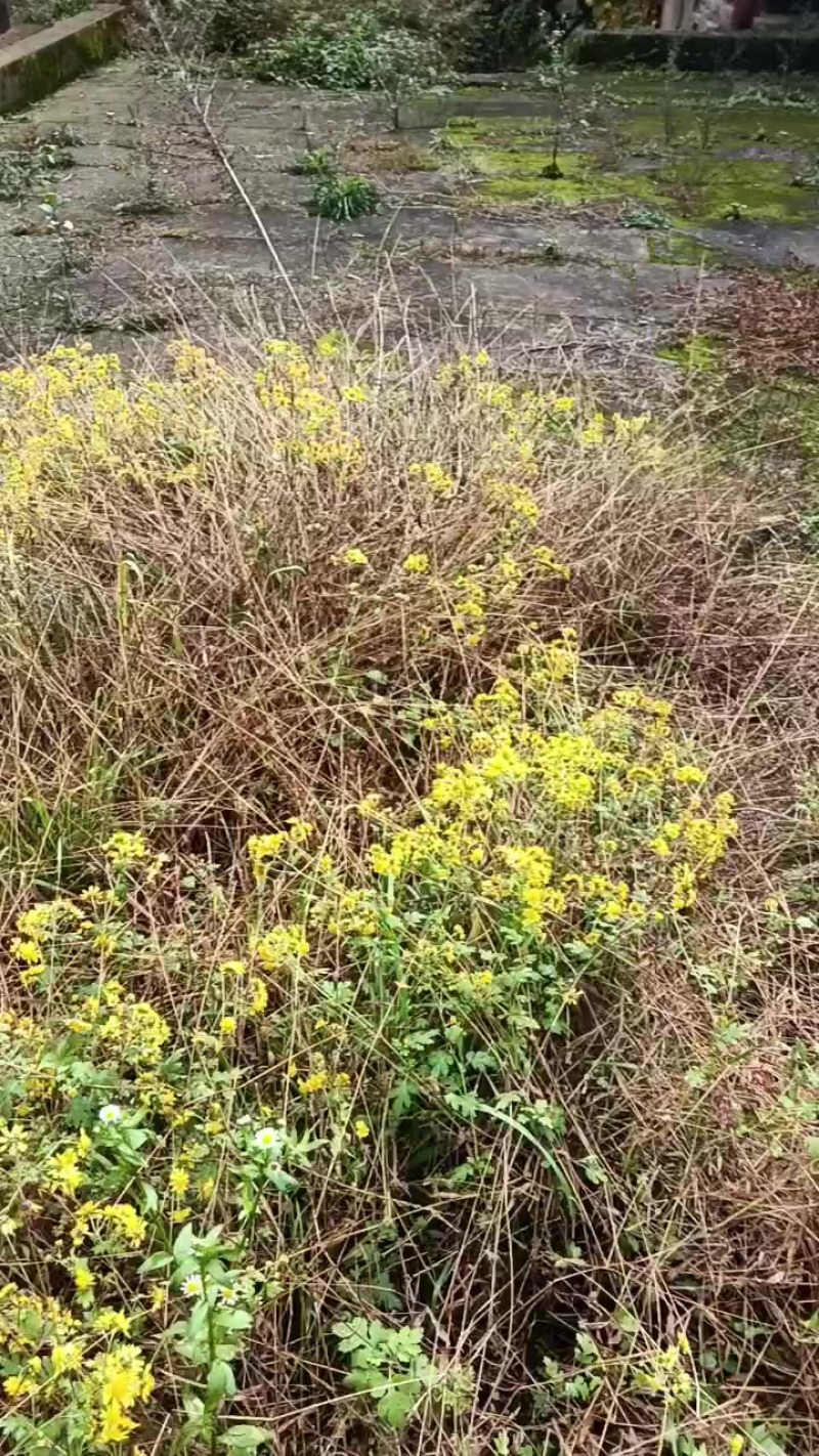 野菊花