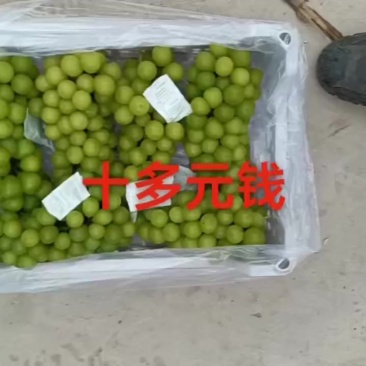 阳光玫瑰太便宜了