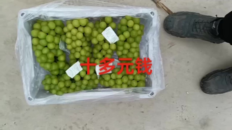 阳光玫瑰太便宜了