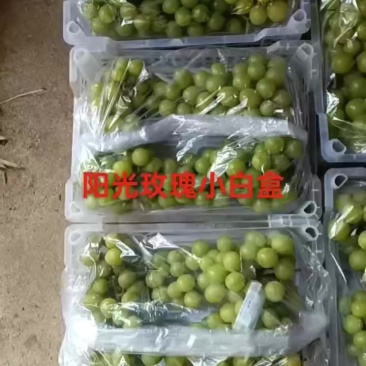 【推荐】阳光玫瑰小白盒对接商超批发市场欢迎咨询