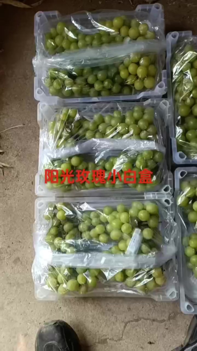 【推荐】阳光玫瑰小白盒对接商超批发市场欢迎咨询