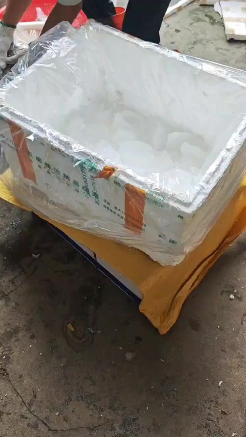 小黄鱼，冰鲜打包，每天发货