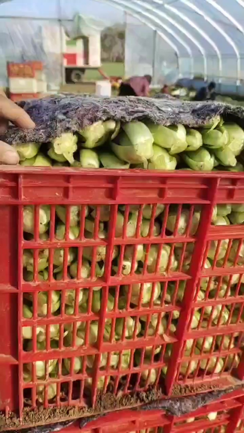 上海青