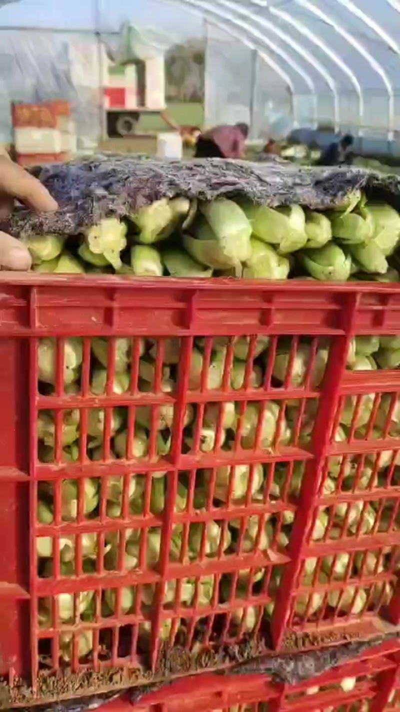 上海青