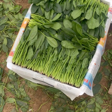 精品菠菜大量现货